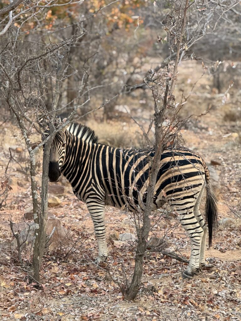 zebra