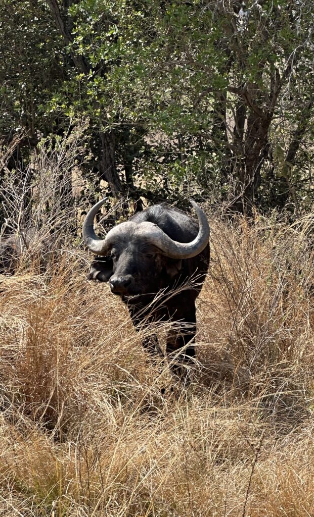 Hunter with Cape Buffalo trophy on a South Africa safari with Mediate Expeditions