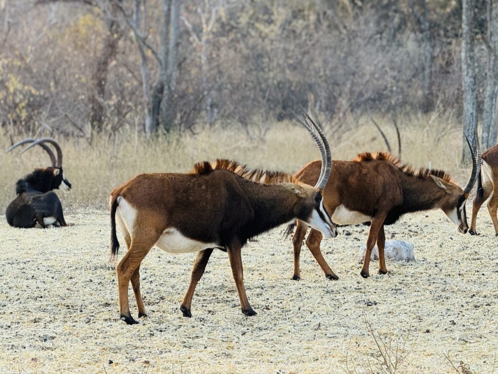 Group of Sable antelope grazing in the South African bush during a plains game safari with Mediate Expeditions.