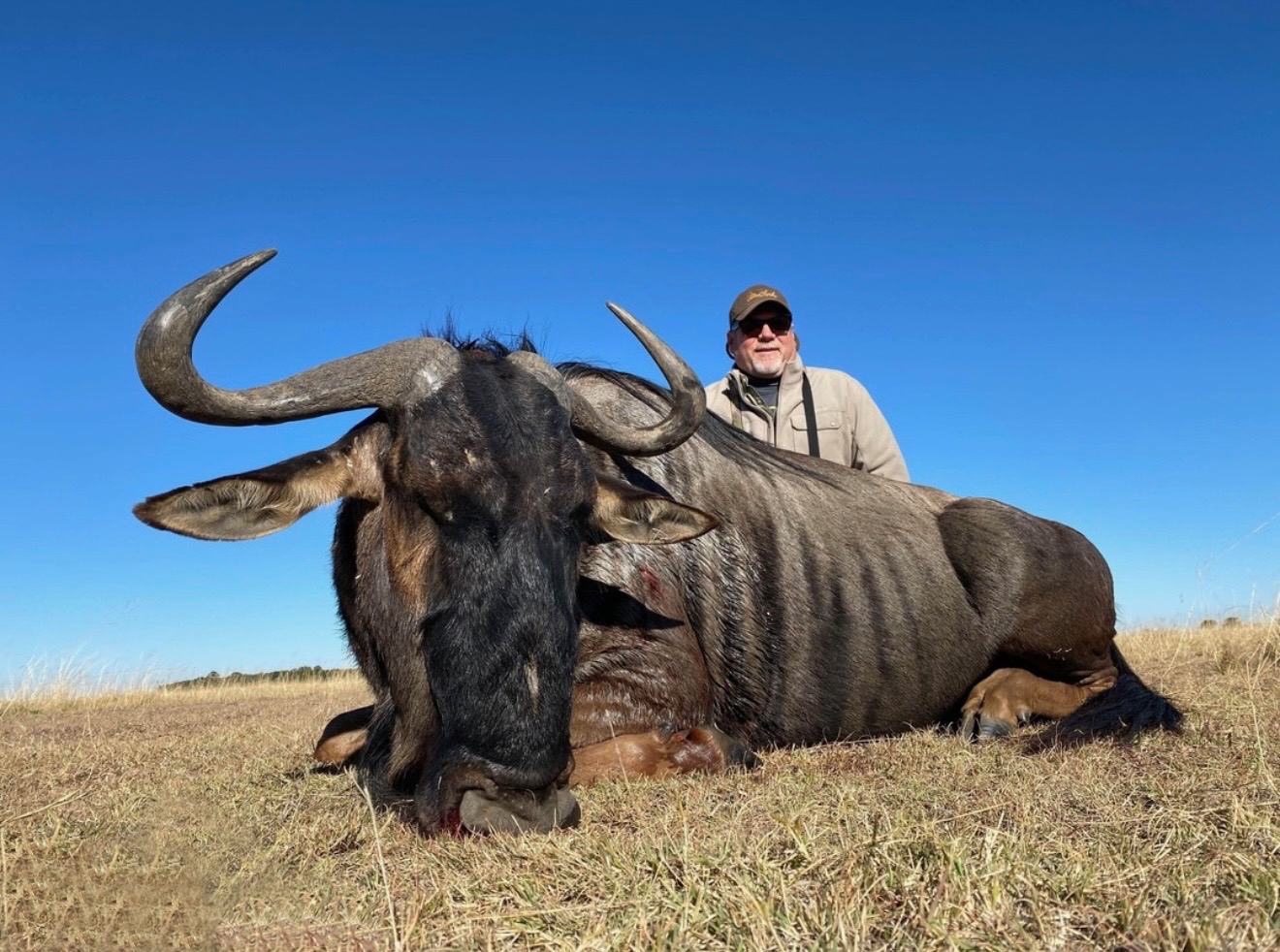 Blue Wildebeest Mediate Expeditions Super Saver Hunt