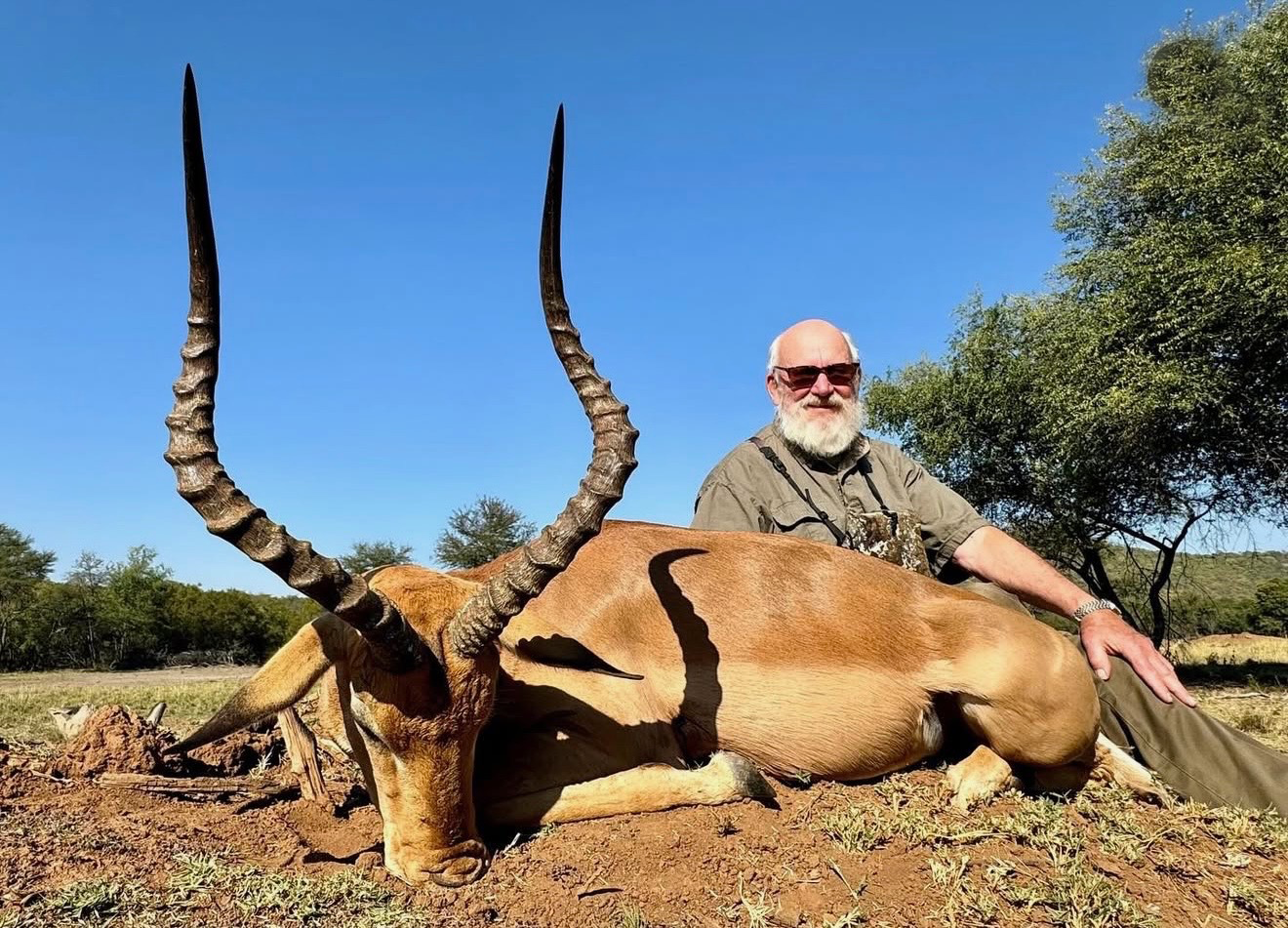 Impala South Africa Plains game | Mediate Expeditions